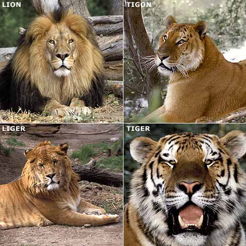 Z_tigon_liger.jpg