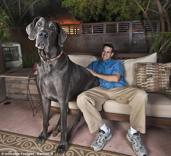 perro-grande-mundo.jpg