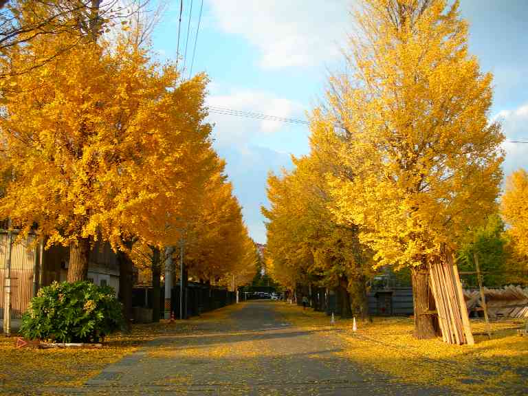 Ginkgo-trees-Uji-kousakusho_02.JPG