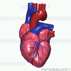 corazon-humano.jpg