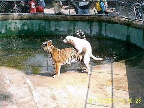 animals_humping_wrong_animal_23.jpg