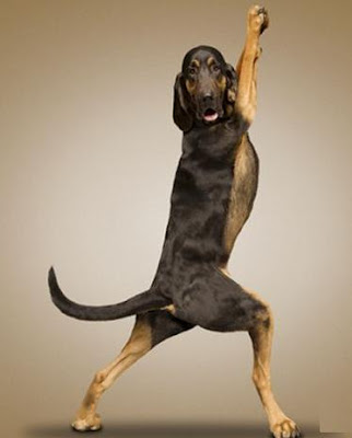 yogadogs6.jpg