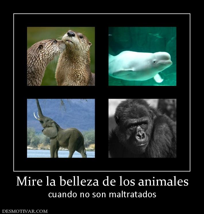 7898_mire_la_belleza_de_los_animales.jpg