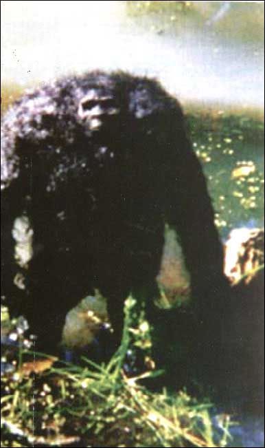 cript21BIGFOOT2.jpg