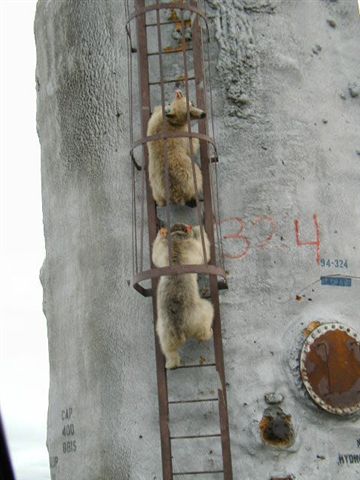 bears4.jpg