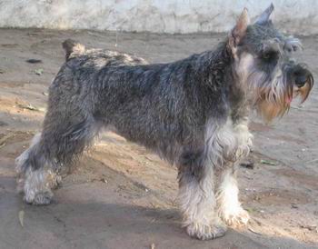 razas_ppal_schnauzer%20miniatura_1.jpg