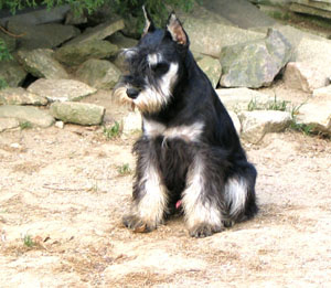 razas_comp_schnauzer%20miniatura_2.jpg