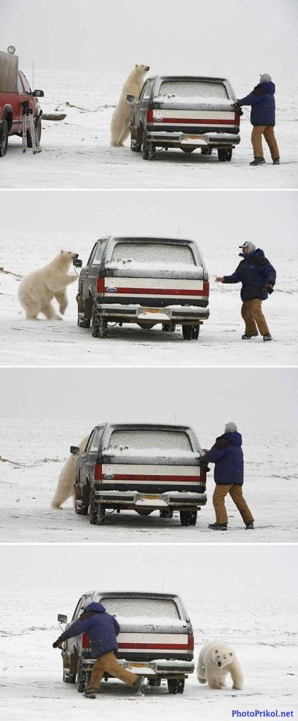 ComicalAnimals-0399.jpg