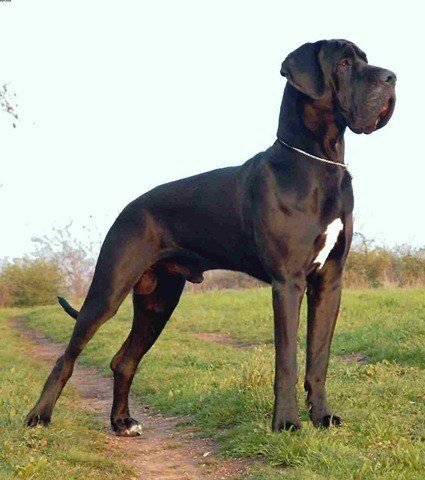 gran-danes.jpg