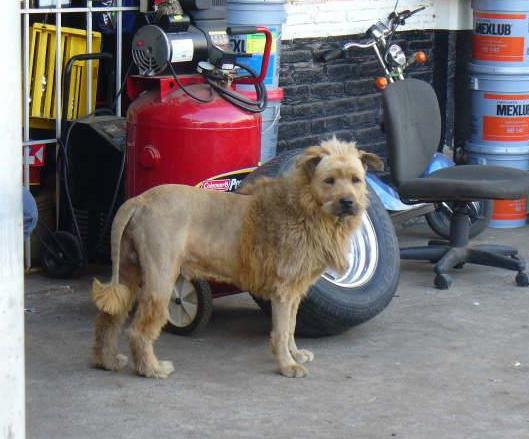 perro-leon-2.jpg