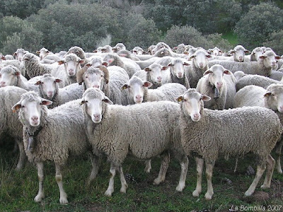 manada+ovejas+2.jpg