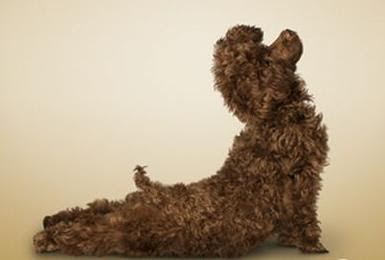 yogadogs10.jpg