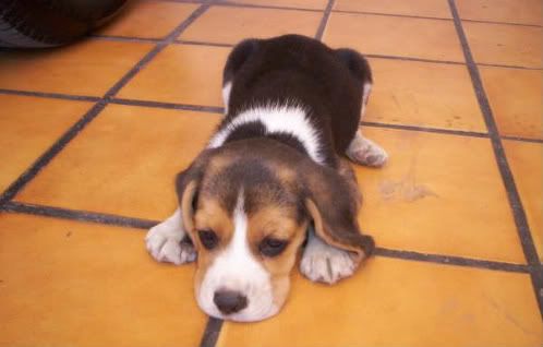 cachorro_beagle_mexico.jpg