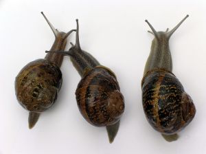 caracol-reproduccion.jpg