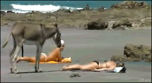Donkey_beach_voyeur-dea.gif