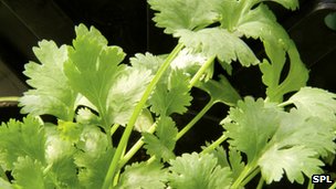 121214031414__64628929_coriander.jpg