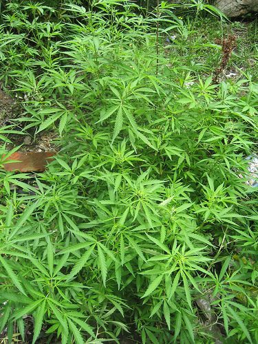 Marihuana.jpg