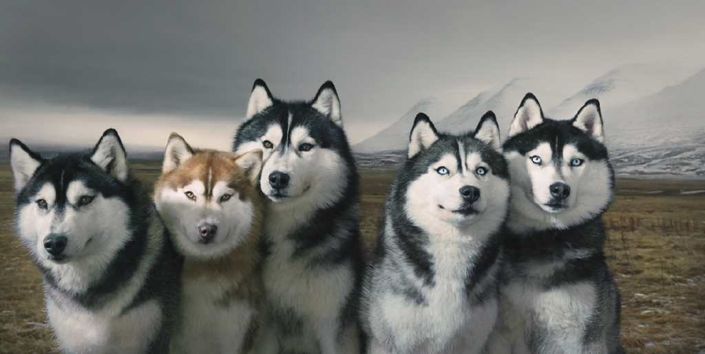 TimFlachwolves_zps938866ac.png