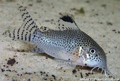 corydora.jpg