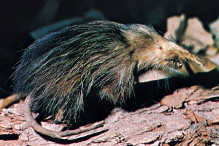 solenodon_cubanus.jpg