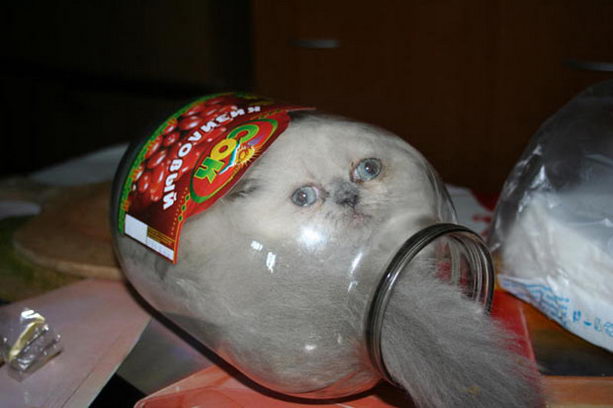 cat-in-a-jar_1829231i.jpg