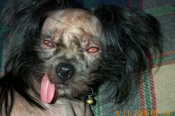 ugliest-dog-in-the-world-13.jpg