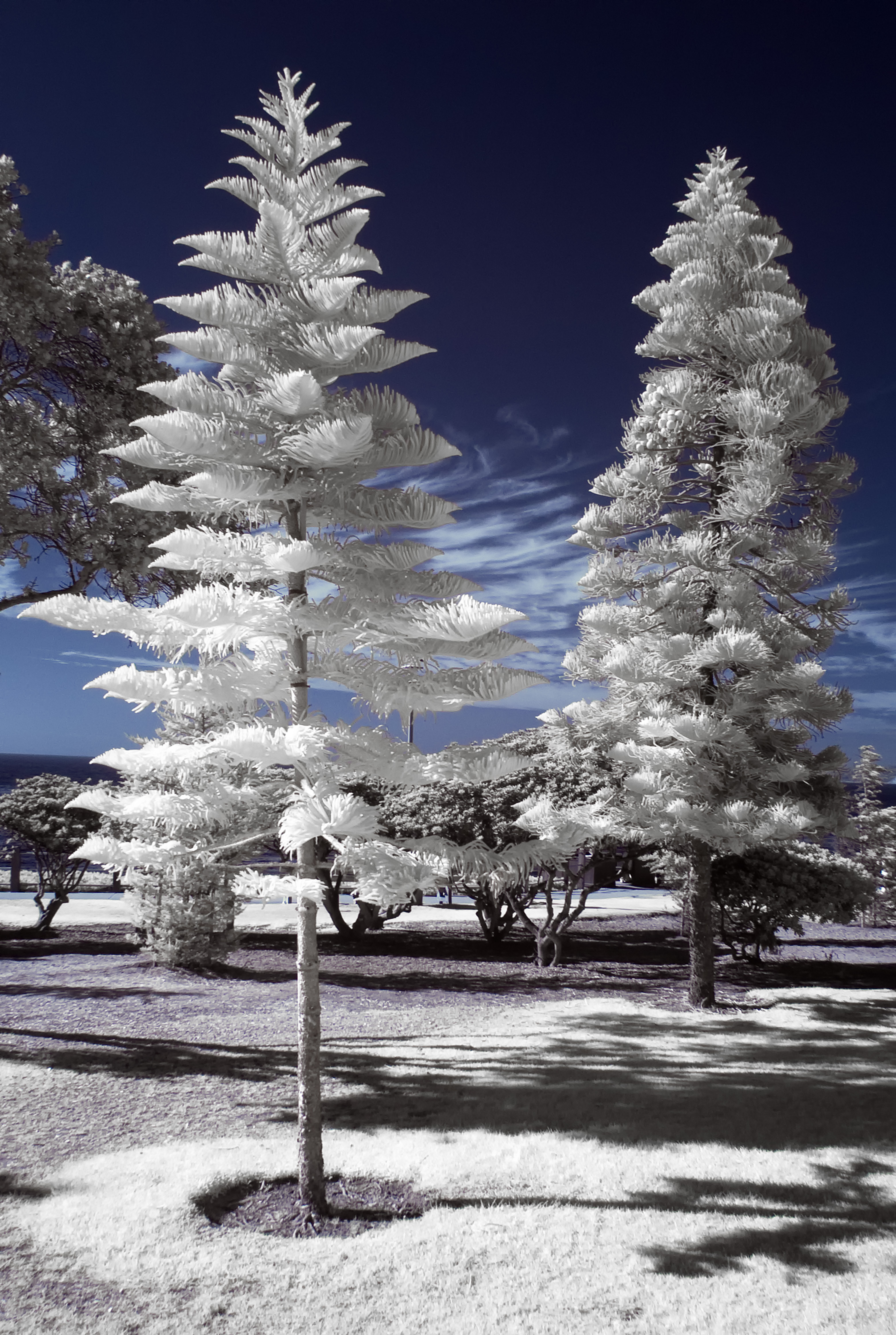 la-jolla-ca-ir.jpg