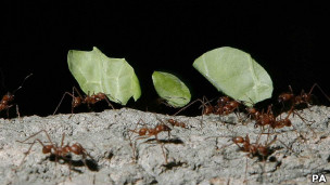 120221151346_ants_304x171_pa.jpg