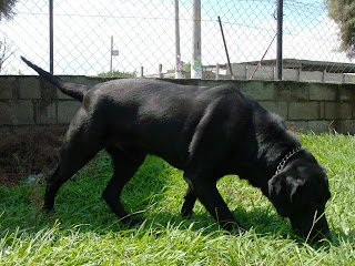 Baloo+096.jpg