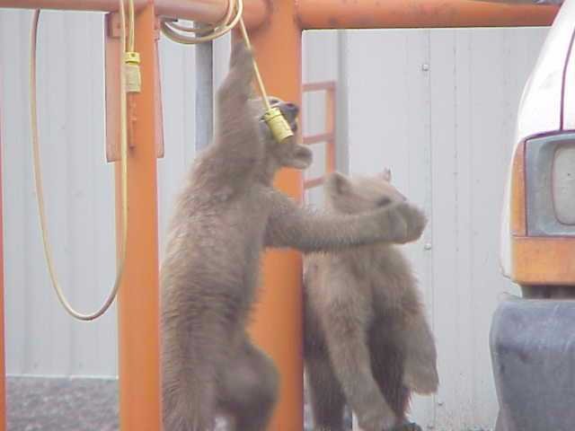 bears3.jpg