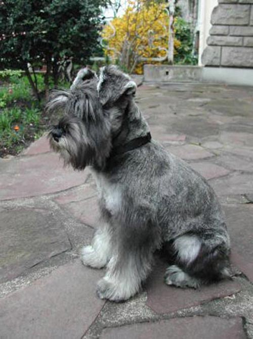 perros-schnauzer-miniatura.jpg
