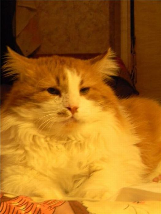 cats_08.jpg