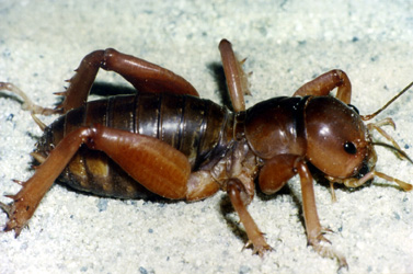 Jerusalem_cricket.jpg