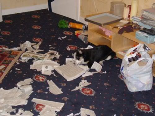 dogs-making-a-mess-20-4.jpg