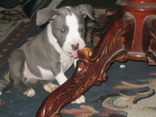 dogs-making-a-mess-16-4.jpg