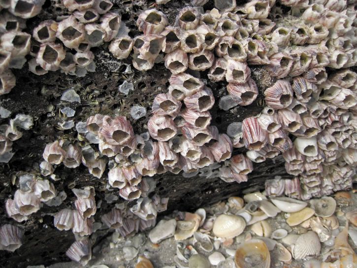 percebes-fotografias-6.jpg