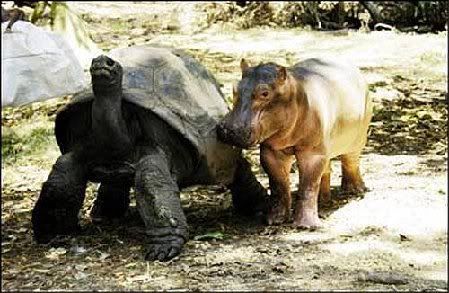 tortu03.jpg