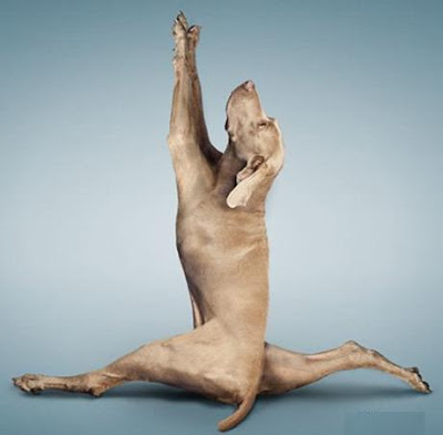 yogadogs13.jpg