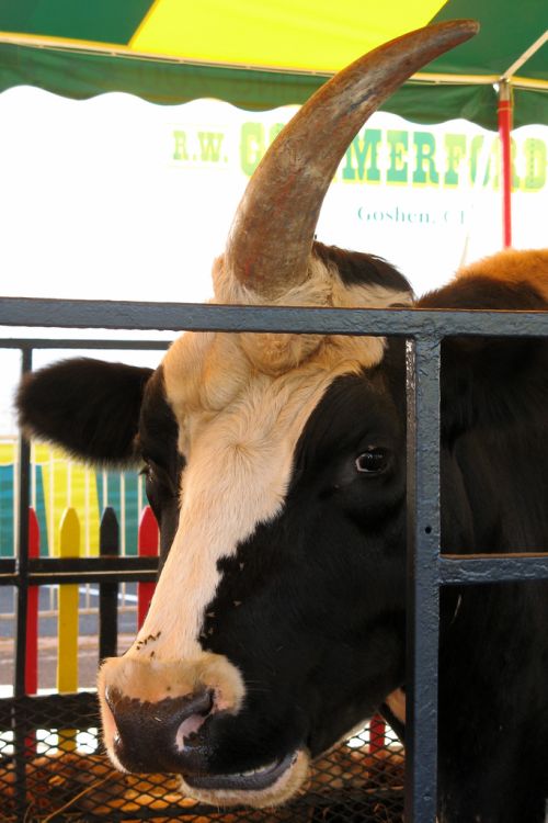unicorn_cow_02.jpg