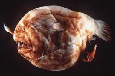 animal-feo4.jpg