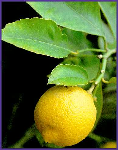 limon.jpg