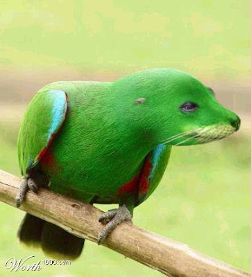 animals090.jpg
