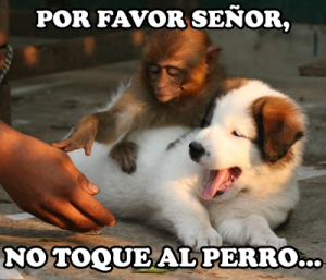 no-toque-al-perro-300x257.png