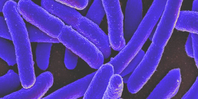 superbacteria2.jpg