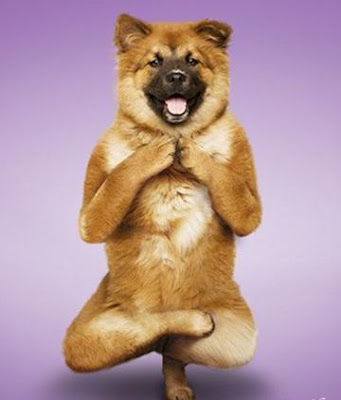 yogadogs1.jpg
