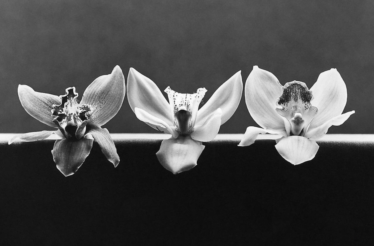 mapplethorpe-1.jpg