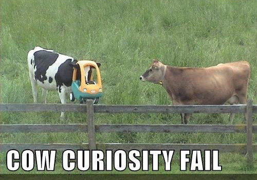 curious%2Bcow.jpg