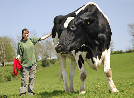bigcowBNS_468x341.jpg