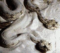 serpientes-tierra.jpg