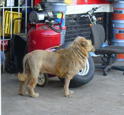 perro-leon.jpg